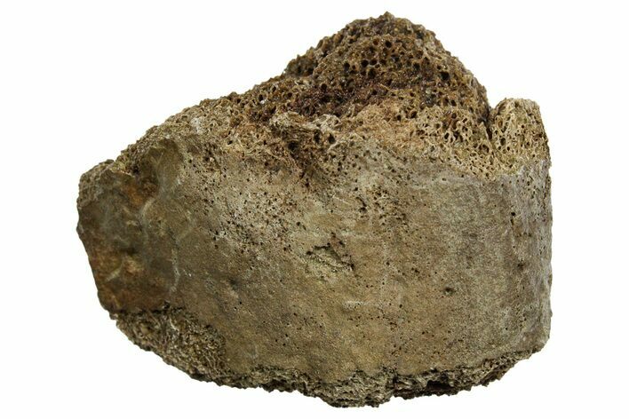 Fossil Tyrannosaur (T rex) Vertebra Section - Wyoming #350450